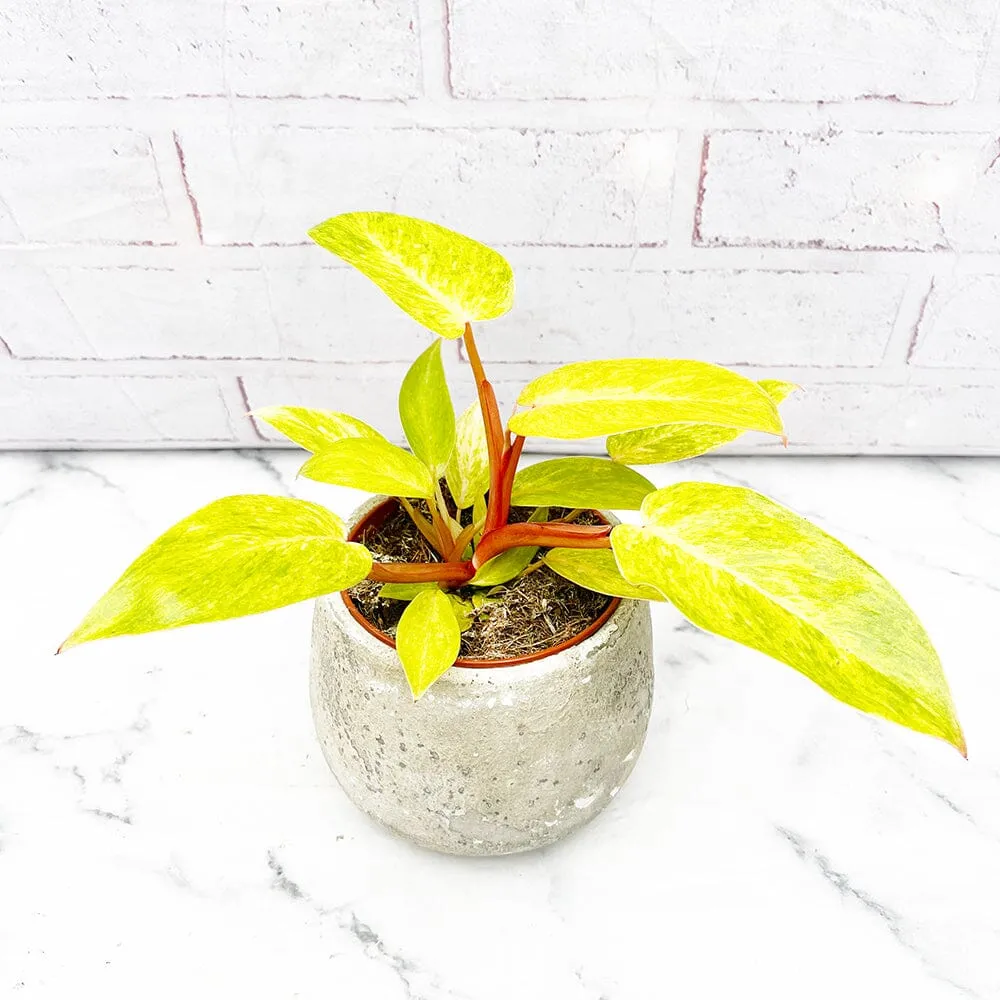 15 - 20cm Philodendron Painted Lady 12cm Pot House Plant