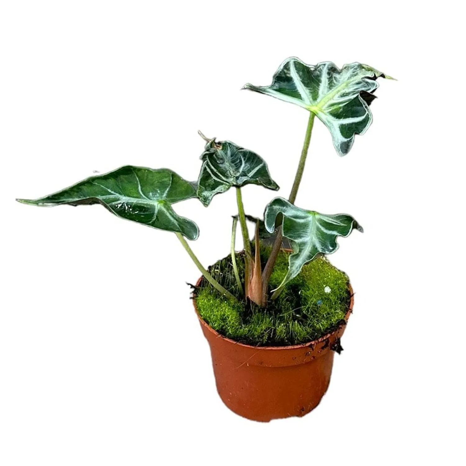 15 cm  Alocasia Loco House Plant 10,5 cm Pot