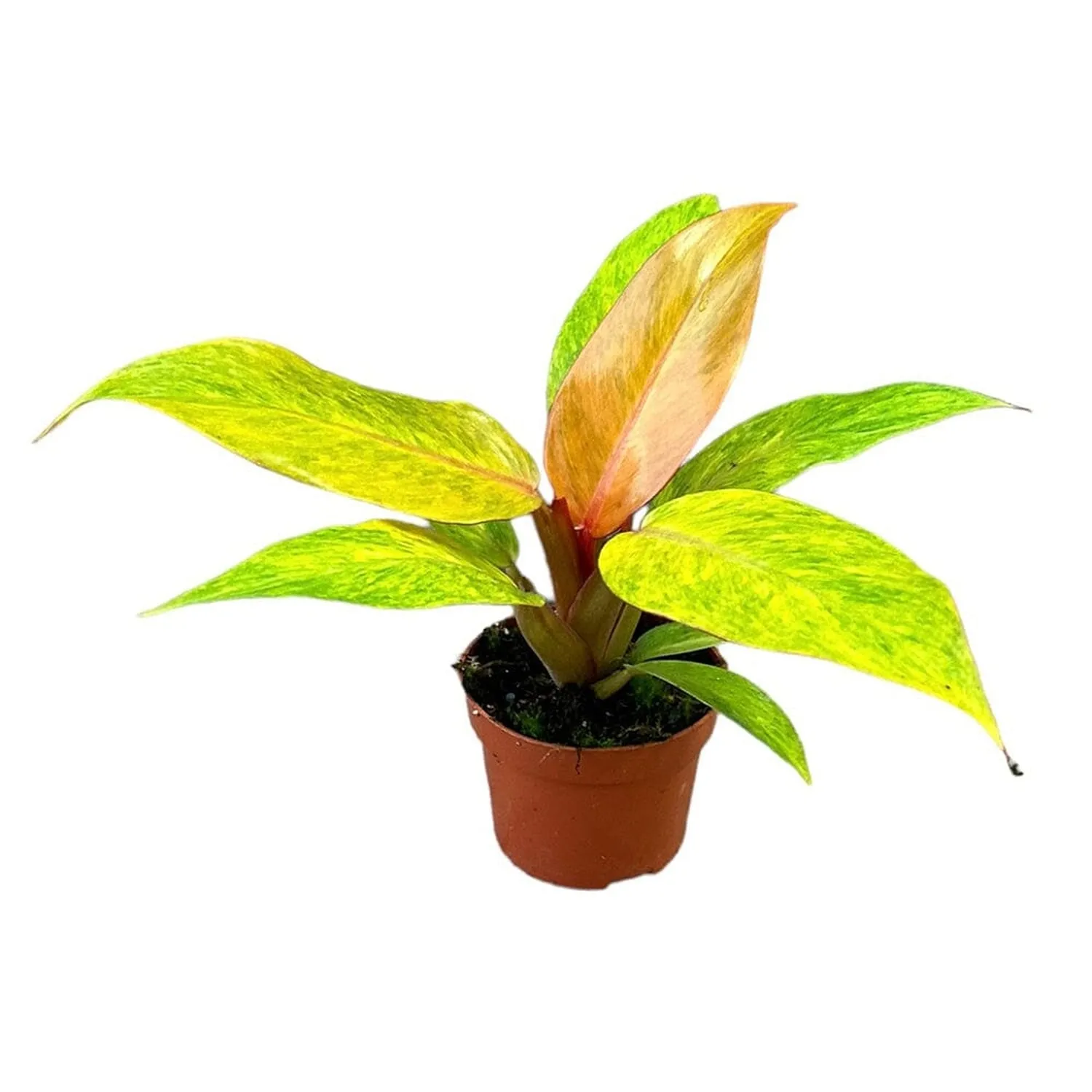 15 cm  Philodendron Orange Marmalade House Plant 10,5 cm Pot