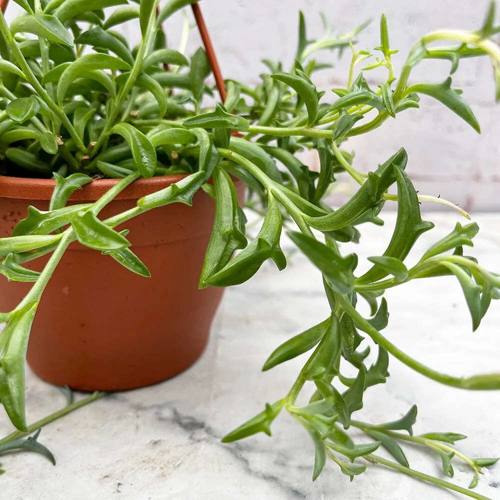 20 - 30cm Senecio Peregrinus String of Dolphins 12cm Hanging Pot House Plant