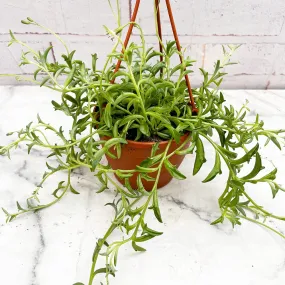 20 - 30cm Senecio Peregrinus String of Dolphins 12cm Hanging Pot House Plant