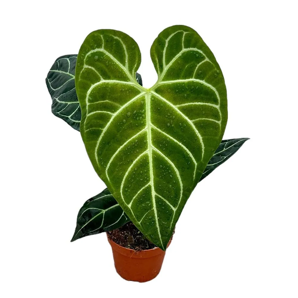 50 cm  Anthurium Regale House Plant 17 cm Pot