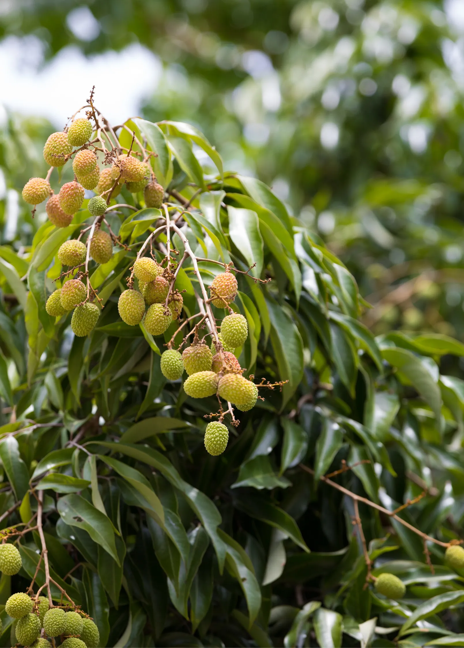 Lychee 'Sweetheart' (Litchi chinensis)