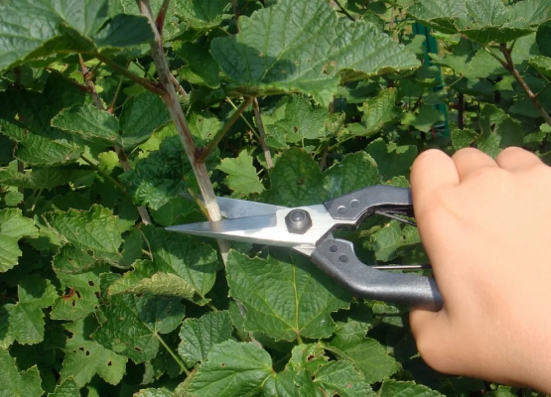 Okatsune 207 Bonsai Thinning Shears