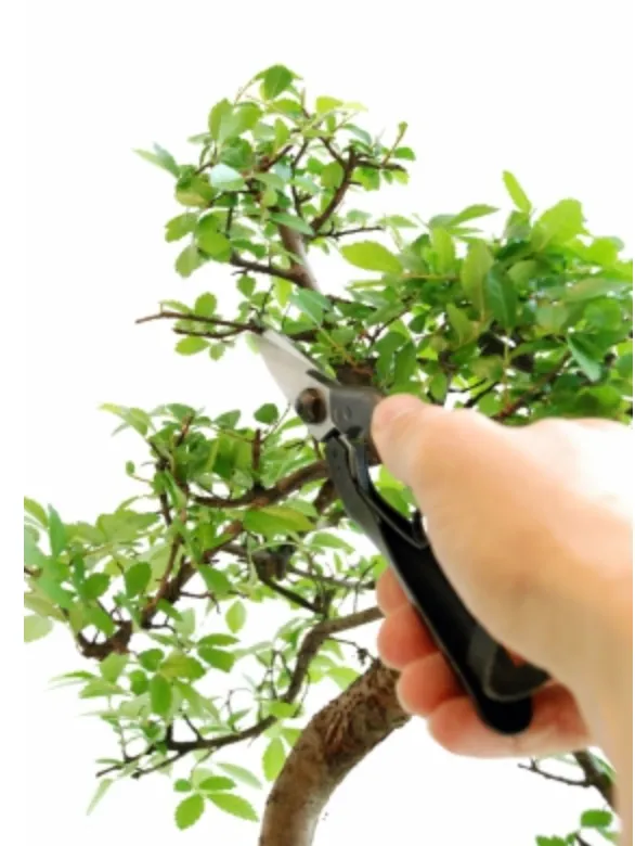 Okatsune 207 Bonsai Thinning Shears