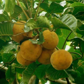 Sandoricum koetjape (Santol Tree) For Sale