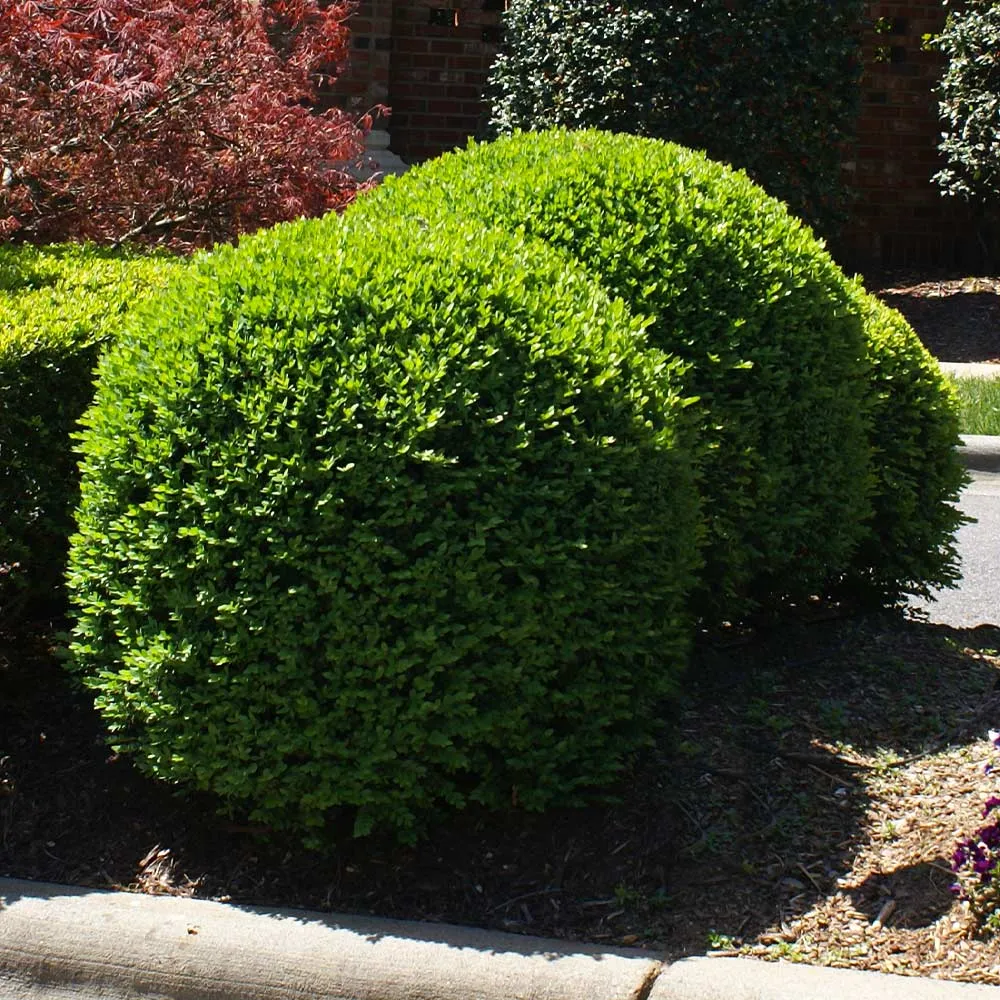 Titan Boxwood